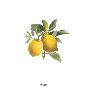 decalque-lmão