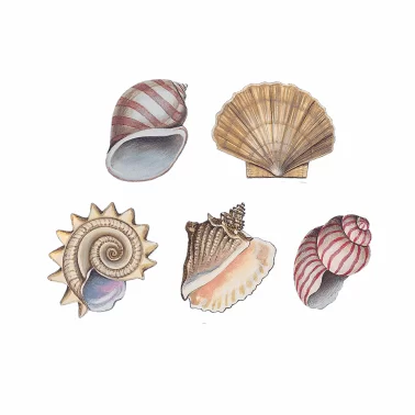 Decalques Conchas