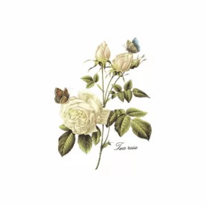 Decalques Tea Rose