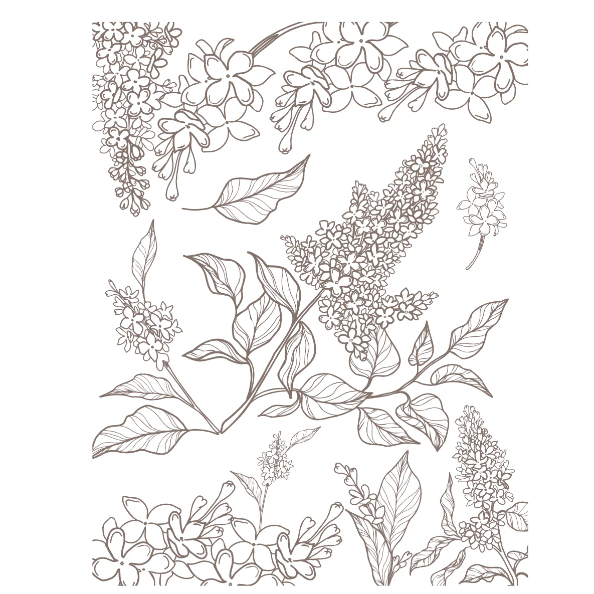 Decalques Contorno Flores Sépia - 2