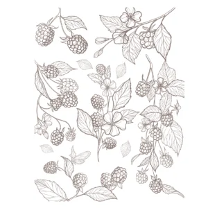 Decalques Contorno Flores Sépia - 1