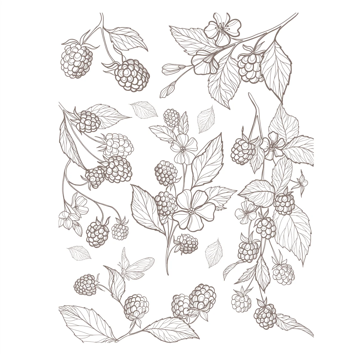 Decalques Contorno Flores Sépia - 1