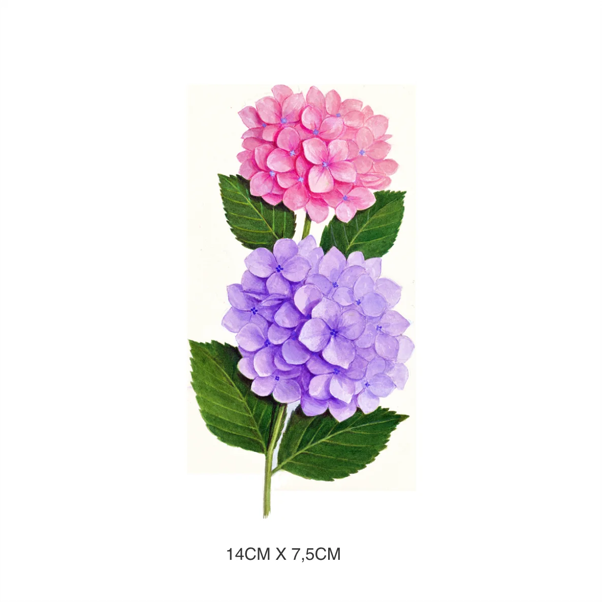 Decalques Hortência