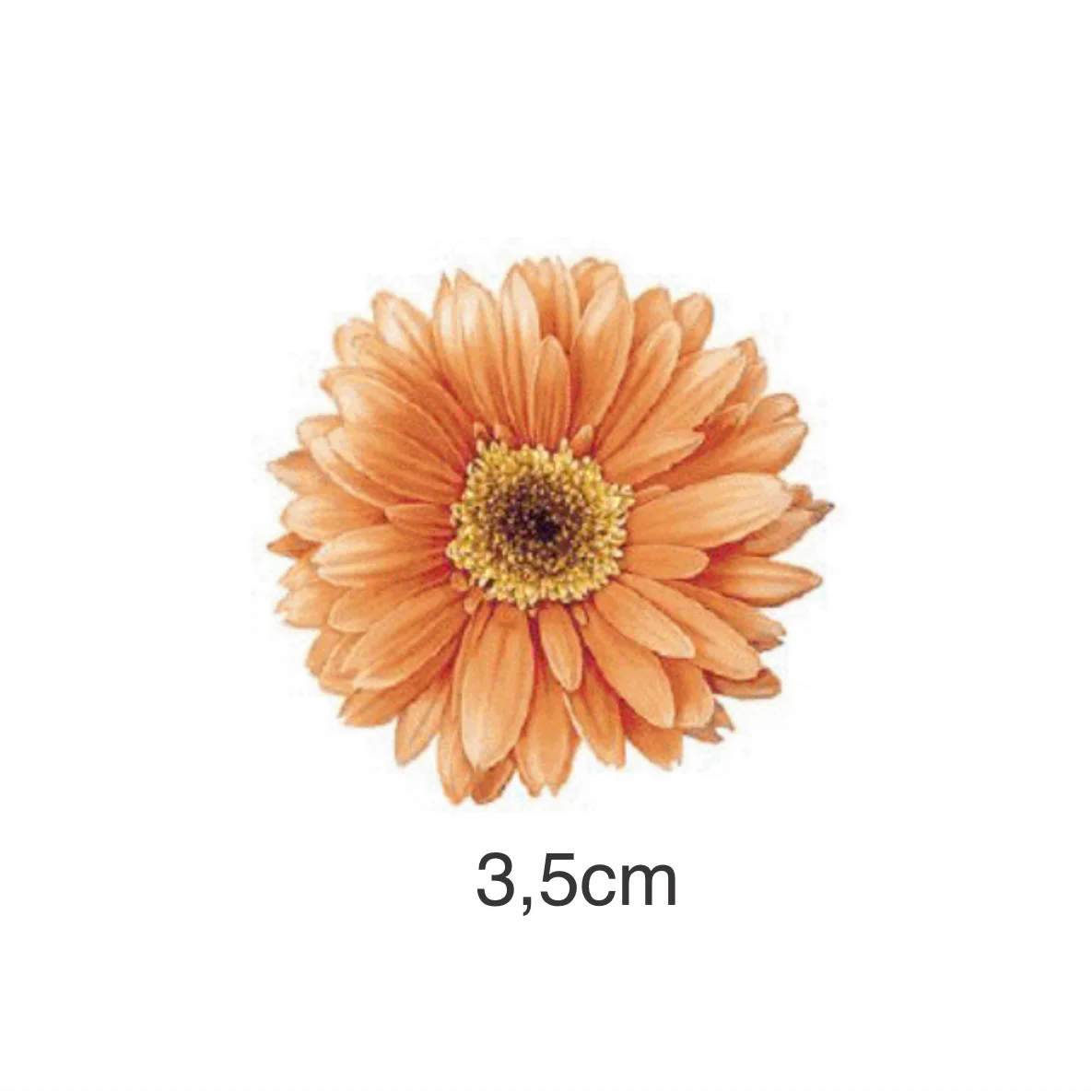 Decalques Flor Gérbera - 3,5cm